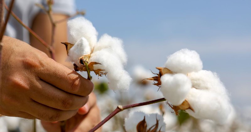 Raw cotton