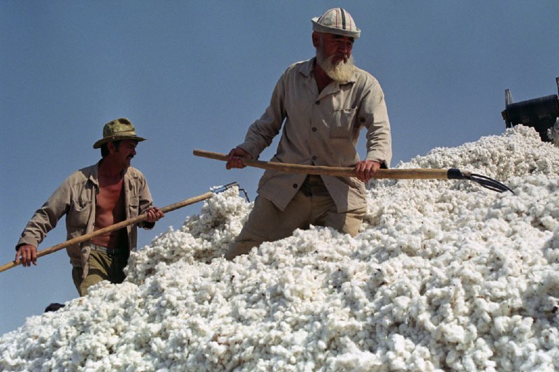 Direct work with cotton farmers