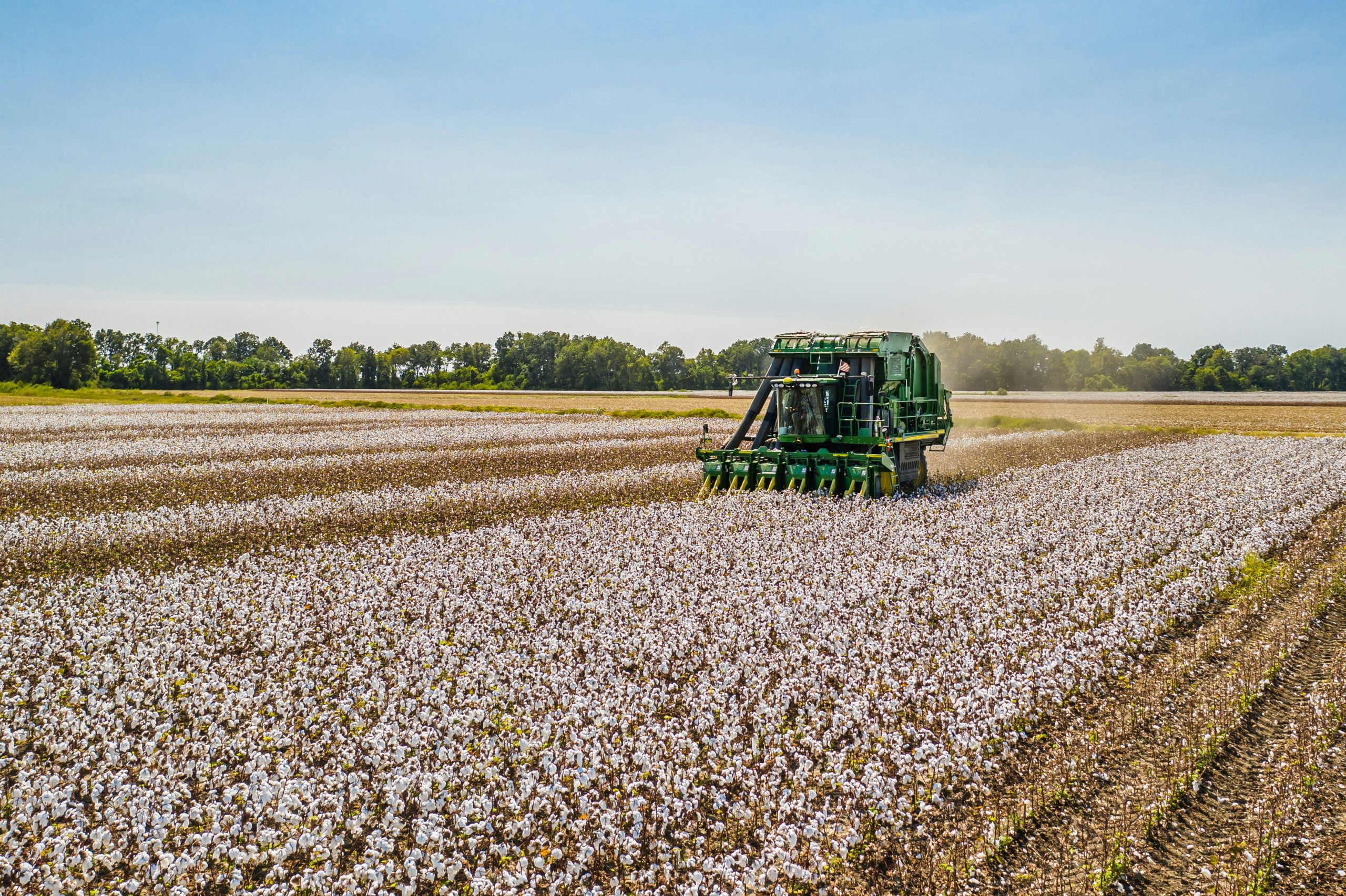 Cotton field harvesting