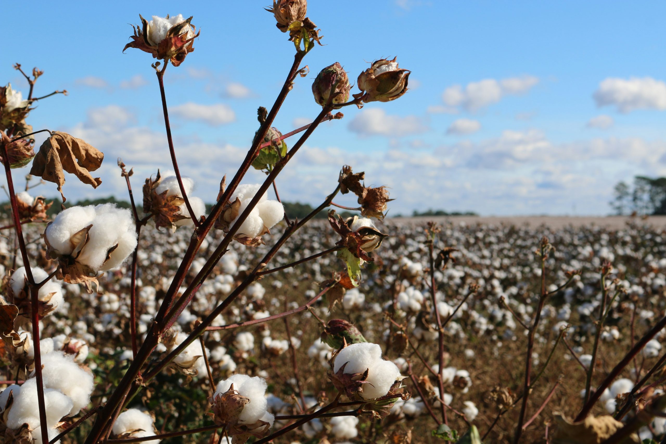 Raw cotton close-up
