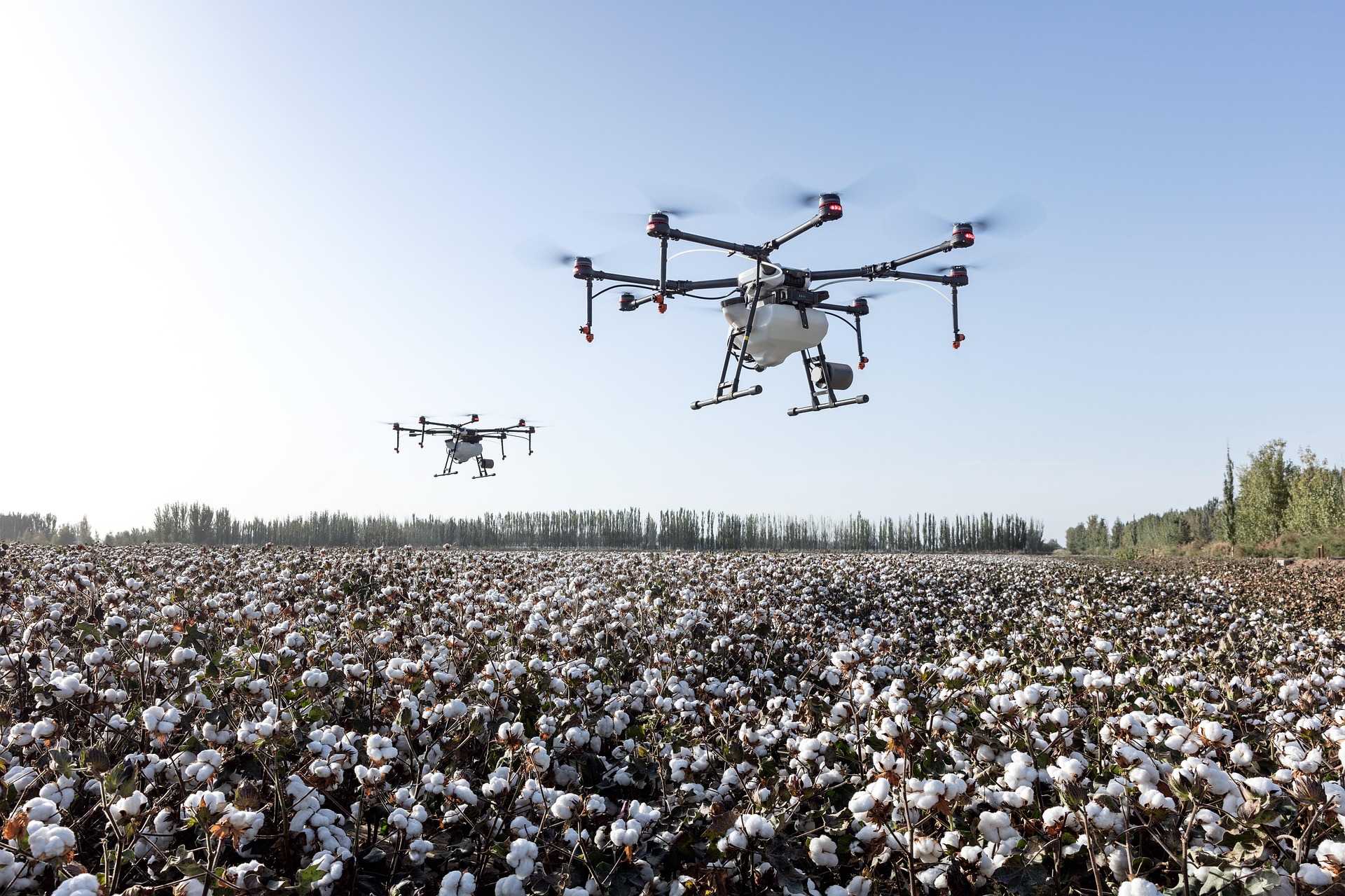 Cotton fields in Central Asia