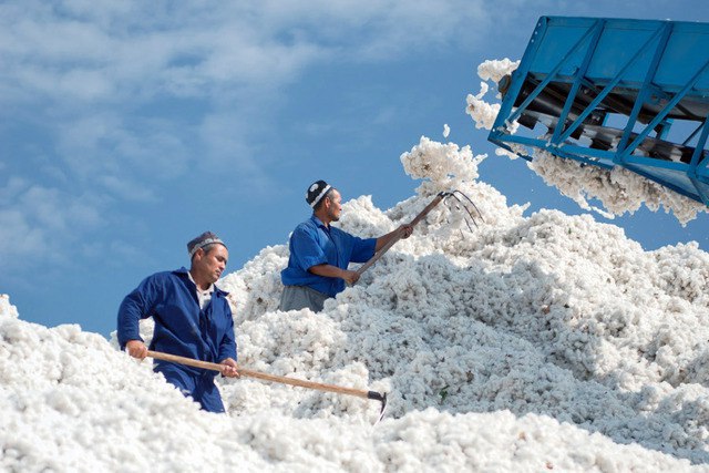 Cotton fiber
